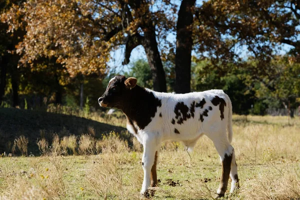Spotted Calf Texas Ranch Field Fall Season — Photo