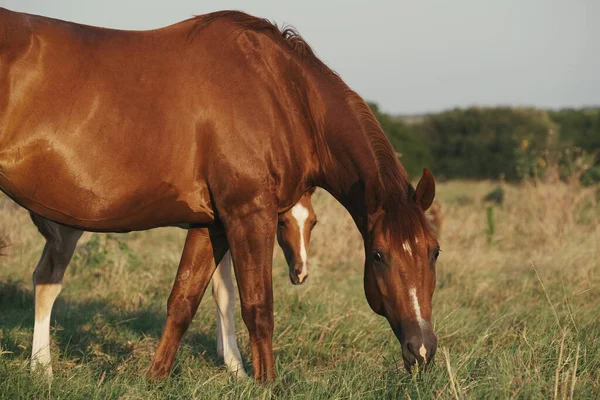 Quarter horse broodmare and foal on Texas ranch pasture