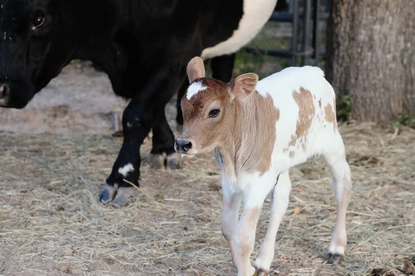 Spotted Calf Cow Farm — Photo