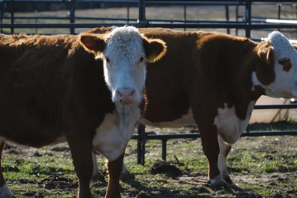 close view of Hereford cows on a Texas farm
