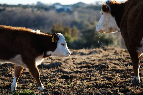 Mama Koe Met Kalf Hereford Beef Cow Farm Texas — Stockfoto