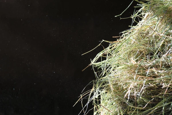 Dry Grass Coastal Hay Black Background — Stock Photo, Image