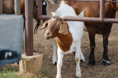 Cute boer goat face with horns on farm 