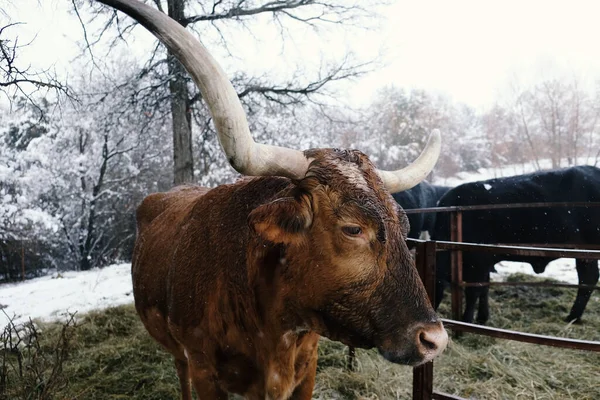 Texas longhorn cow during winter season snow closeup on farm