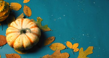Happy Thanksgiving flat lay with pumpkin decoration on blue background for holiday.