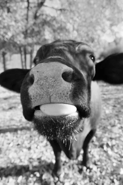 Close up shot of a funny cow on farm in black and white.
