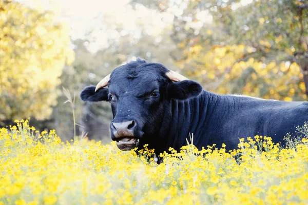 Portret Van Een Mooie Jonge Stier Koe Liggend Het Gele — Stockfoto