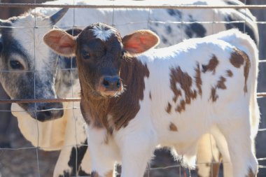 Çiftlikteki kahverengi ve beyaz benekli buzağının yakın çekimi.