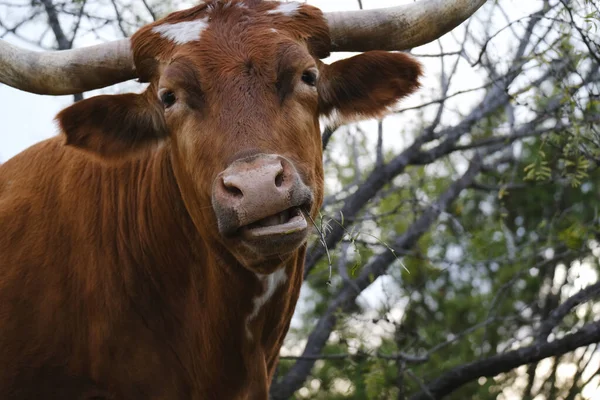 Gros Plan Une Vache Longhorn Texas Mangeant Des Feuilles Arbre — Photo