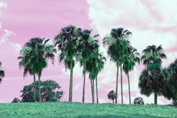 Bela Paisagem Tropical Com Árvores Céu Rosa Estilo Pop Art — Fotografia de Stock