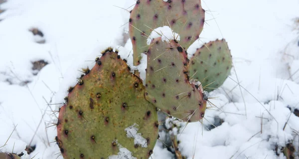 prickly pear cactus in Texas snow close up