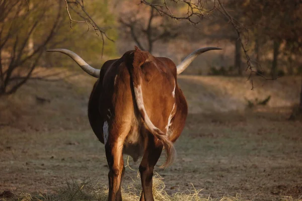 Una Vaca Cuerno Largo Texas Caminando Campo — Foto de Stock