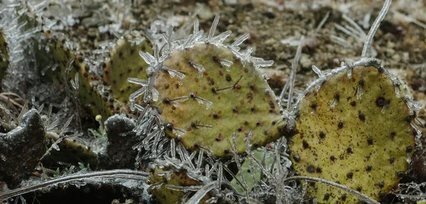 Zblízka Pichlavý Hruškový Kaktus Ledem — Stock fotografie