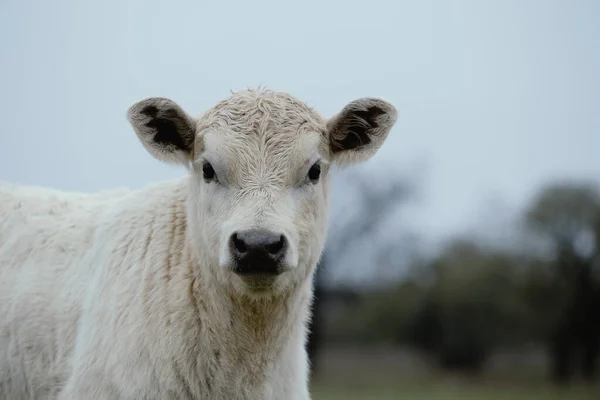 Close Charolais Calf Blurred Background Beef Farm — Stock Photo, Image
