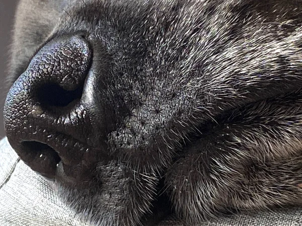 Een Zwarte Labrador Slaapt — Stockfoto