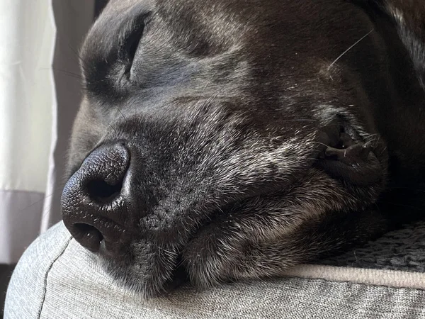 Egy Fekete Labrador Alszik — Stock Fotó