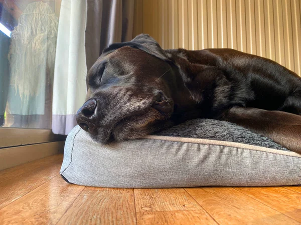 一只睡觉的黑色拉布拉多犬 — 图库照片