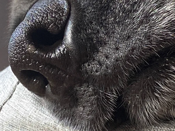 Black Labrador Sleeping — Stock Photo, Image