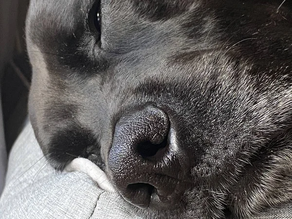 Svart Labrador Sover — Stockfoto