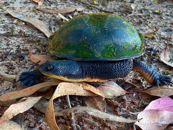 Ormhalsad Sköldpadda Grusväg — Stockfoto