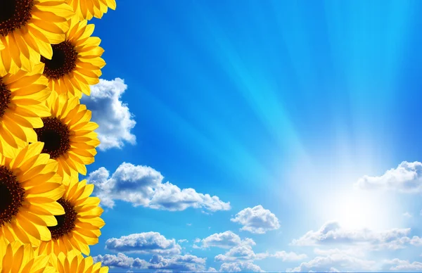 Sunflowers. Blue sky, clouds, sun and sunrays. — Stock Photo, Image