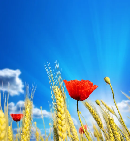 Wheat cones with red poppies against the beautiful sky — Stock Photo, Image