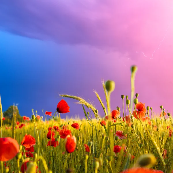 Пшеничное поле с маками перед бурей. Необычные весенние цвета — стоковое фото
