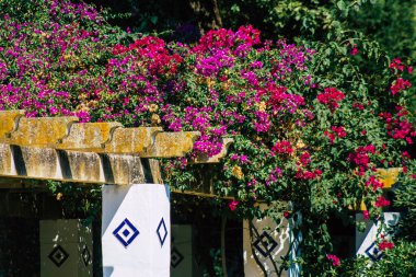 Seville İspanya 28 Eylül 2021 Maria Luisa Parkı, Endülüs Bölgesi 'nin başkenti ve sembolik şehri Sevilla' nın ilk yeşil akciğerlerinden biridir.