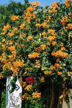 Seville İspanya 28 Eylül 2021 Maria Luisa Parkı, Endülüs Bölgesi 'nin başkenti ve sembolik şehri Sevilla' nın ilk yeşil akciğerlerinden biridir.