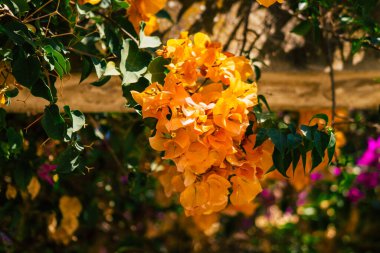 Seville İspanya 28 Eylül 2021 Maria Luisa Parkı, Endülüs Bölgesi 'nin başkenti ve sembolik şehri Sevilla' nın ilk yeşil akciğerlerinden biridir.