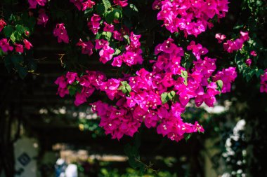 Seville İspanya 28 Eylül 2021 Maria Luisa Parkı, Endülüs Bölgesi 'nin başkenti ve sembolik şehri Sevilla' nın ilk yeşil akciğerlerinden biridir.