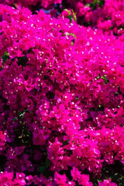 Seville İspanya 28 Eylül 2021 Maria Luisa Parkı, Endülüs Bölgesi 'nin başkenti ve sembolik şehri Sevilla' nın ilk yeşil akciğerlerinden biridir.