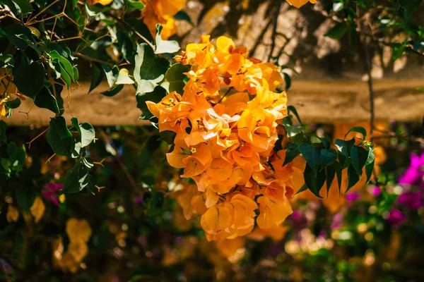 Seville İspanya 28 Eylül 2021 Maria Luisa Parkı, Endülüs Bölgesi 'nin başkenti ve sembolik şehri Sevilla' nın ilk yeşil akciğerlerinden biridir.