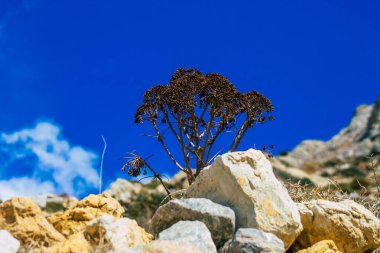 Santorini Adası, Perissa, Yunanistan - 17 Ekim 2021 Santorini 'de Antik Thira yürüyüş yolu, Perissa' ya giden antik yol sizi Profitis Elias ve Mesa Vouno 'nun zirvesine çıkarır.