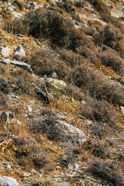 Santorini Adası, Perissa, Yunanistan - 17 Ekim 2021 Santorini 'de Antik Thira yürüyüş yolu, Perissa' ya giden antik yol sizi Profitis Elias ve Mesa Vouno 'nun zirvesine çıkarır.