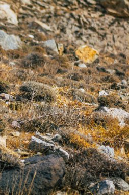 Santorini Adası, Perissa, Yunanistan - 17 Ekim 2021 Santorini 'de Antik Thira yürüyüş yolu, Perissa' ya giden antik yol sizi Profitis Elias ve Mesa Vouno 'nun zirvesine çıkarır.