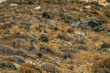 Santorini Adası, Perissa, Yunanistan - 17 Ekim 2021 Santorini 'de Antik Thira yürüyüş yolu, Perissa' ya giden antik yol sizi Profitis Elias ve Mesa Vouno 'nun zirvesine çıkarır.
