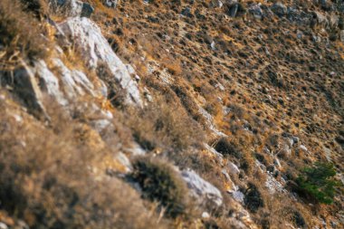 Santorini Adası, Perissa, Yunanistan - 17 Ekim 2021 Santorini 'de Antik Thira yürüyüş yolu, Perissa' ya giden antik yol sizi Profitis Elias ve Mesa Vouno 'nun zirvesine çıkarır.