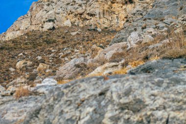 Santorini Adası, Perissa, Yunanistan - 17 Ekim 2021 Santorini 'de Antik Thira yürüyüş yolu, Perissa' ya giden antik yol sizi Profitis Elias ve Mesa Vouno 'nun zirvesine çıkarır.