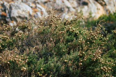 Santorini Adası, Perissa, Yunanistan - 17 Ekim 2021 Santorini 'de Antik Thira yürüyüş yolu, Perissa' ya giden antik yol sizi Profitis Elias ve Mesa Vouno 'nun zirvesine çıkarır.