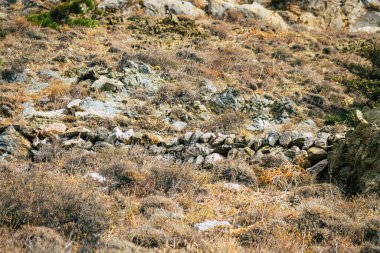 Santorini Adası, Perissa, Yunanistan - 17 Ekim 2021 Santorini 'de Antik Thira yürüyüş yolu, Perissa' ya giden antik yol sizi Profitis Elias ve Mesa Vouno 'nun zirvesine çıkarır.