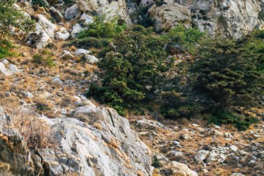 Santorini Adası, Perissa, Yunanistan - 17 Ekim 2021 Santorini 'de Antik Thira yürüyüş yolu, Perissa' ya giden antik yol sizi Profitis Elias ve Mesa Vouno 'nun zirvesine çıkarır.