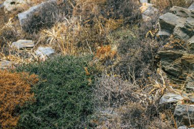 Santorini Adası, Perissa, Yunanistan - 17 Ekim 2021 Santorini 'de Antik Thira yürüyüş yolu, Perissa' ya giden antik yol sizi Profitis Elias ve Mesa Vouno 'nun zirvesine çıkarır.