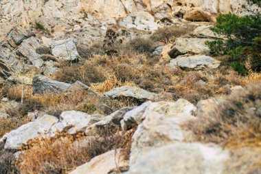 Santorini Adası, Perissa, Yunanistan - 17 Ekim 2021 Santorini 'de Antik Thira yürüyüş yolu, Perissa' ya giden antik yol sizi Profitis Elias ve Mesa Vouno 'nun zirvesine çıkarır.