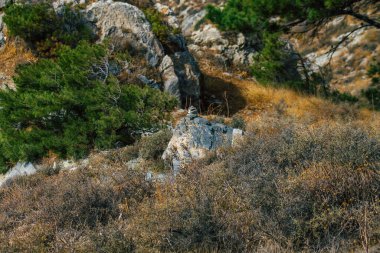 Santorini Adası, Perissa, Yunanistan - 17 Ekim 2021 Santorini 'de Antik Thira yürüyüş yolu, Perissa' ya giden antik yol sizi Profitis Elias ve Mesa Vouno 'nun zirvesine çıkarır.