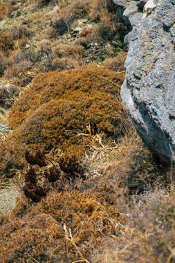 Santorini Adası, Perissa, Yunanistan - 17 Ekim 2021 Santorini 'de Antik Thira yürüyüş yolu, Perissa' ya giden antik yol sizi Profitis Elias ve Mesa Vouno 'nun zirvesine çıkarır.