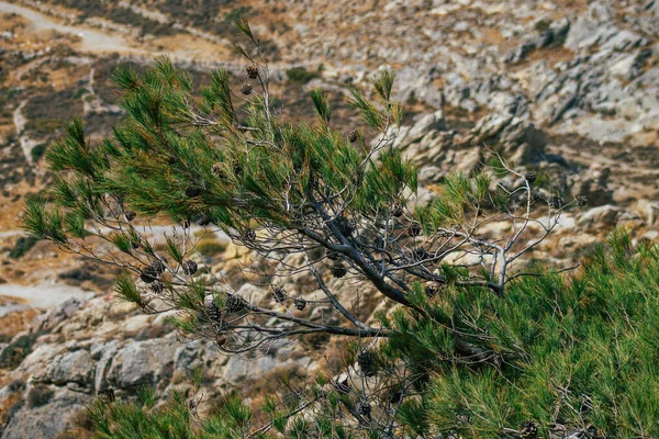 Isla Santorini Perissa Grecia Octubre 2021 Antigua Ruta Senderismo Thira — Foto de Stock