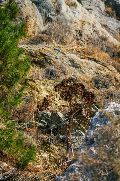 Isla Santorini Perissa Grecia Octubre 2021 Antigua Ruta Senderismo Thira — Foto de Stock