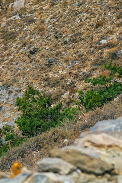 Île Santorin Perissa Grèce Octobre 2021 Ancien Sentier Randonnée Thira — Photo