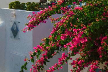 Santorini Adası, Oia, Yunanistan - 23 Ekim 2021 Oia kentinin manzarası, bu adanın tipik küçük geleneksel beyaz evleri antik aktif volkanın yanında yer almaktadır.